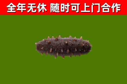 阳朔回收海参干